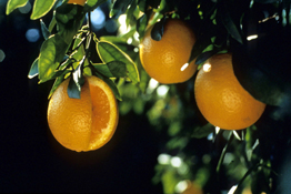 orange on tree